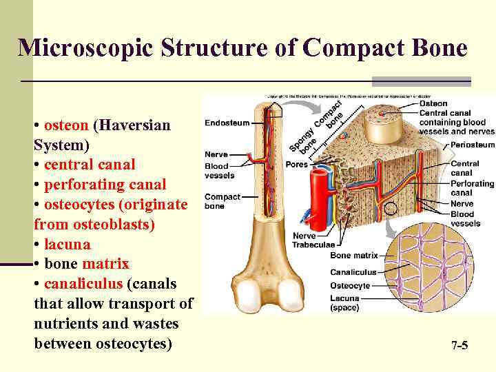 Microscopic Structure of Compact Bone • osteon (Haversian System) • central canal • perforating