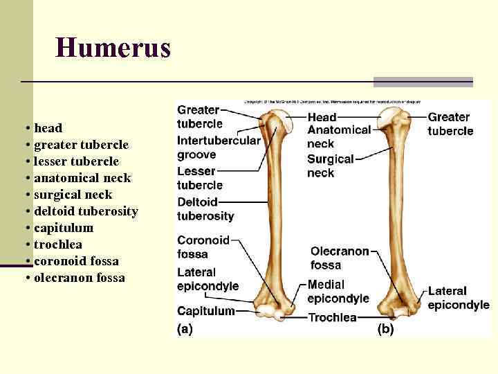 Humerus • head • greater tubercle • lesser tubercle • anatomical neck • surgical