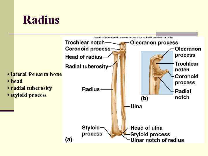 Radius • lateral forearm bone • head • radial tuberosity • styloid process 