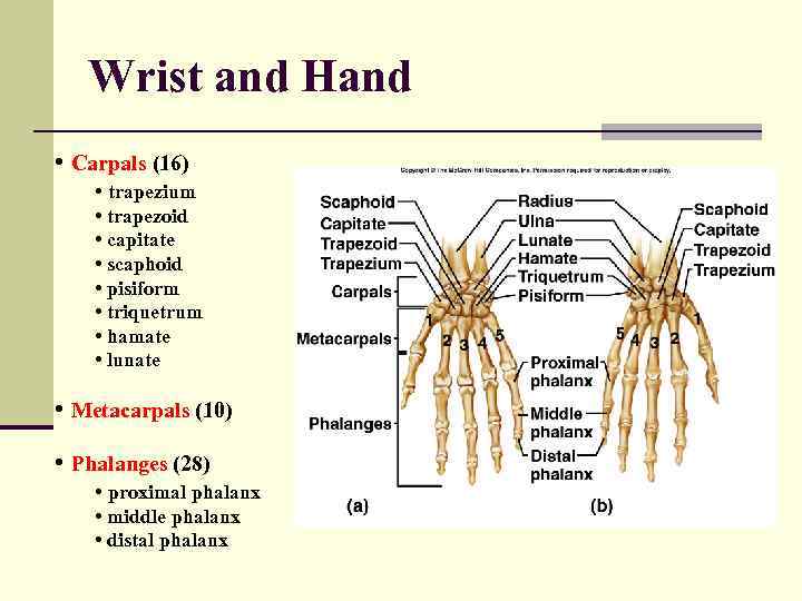 Wrist and Hand • Carpals (16) • trapezium • trapezoid • capitate • scaphoid