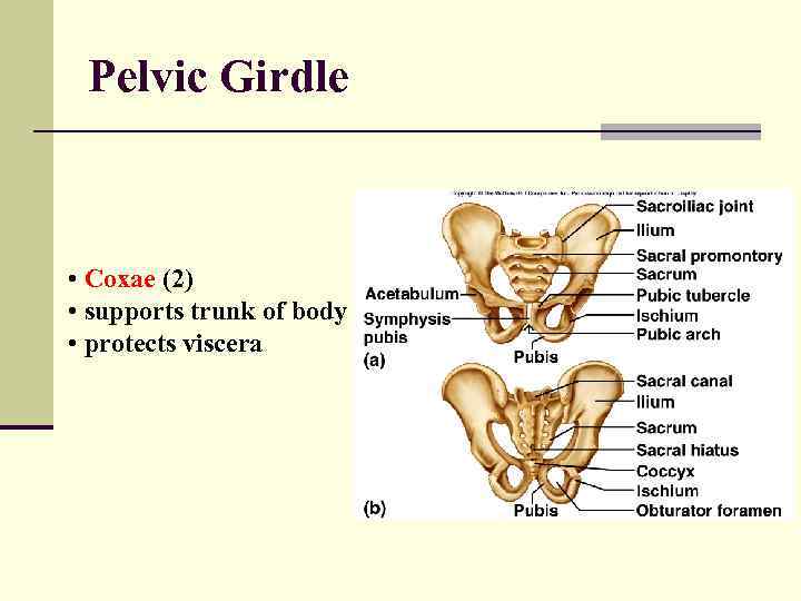 Pelvic Girdle • Coxae (2) • supports trunk of body • protects viscera 