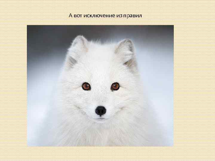 А вот исключение из правил 