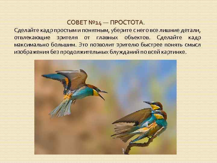 СОВЕТ № 14 — ПРОСТОТА. Сделайте кадр простым и понятным, уберите с него все