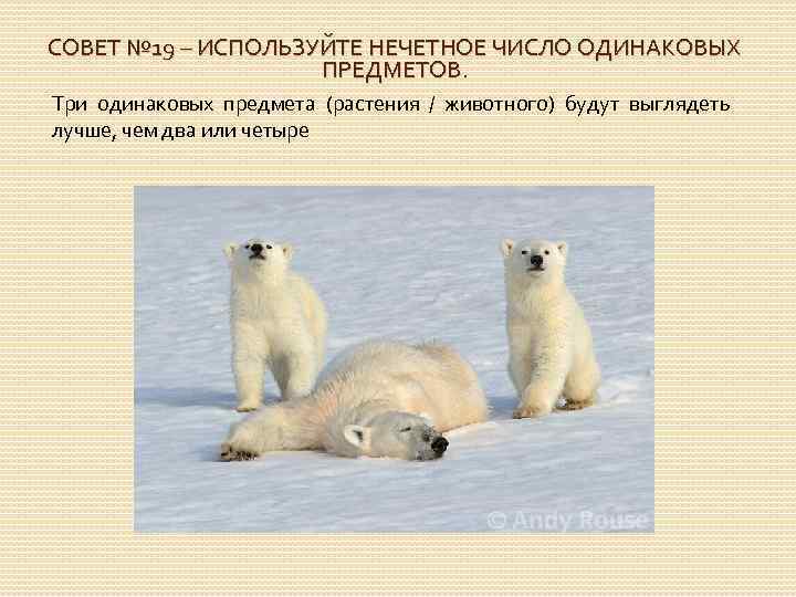 СОВЕТ № 19 – ИСПОЛЬЗУЙТЕ НЕЧЕТНОЕ ЧИСЛО ОДИНАКОВЫХ ПРЕДМЕТОВ. Три одинаковых предмета (растения /