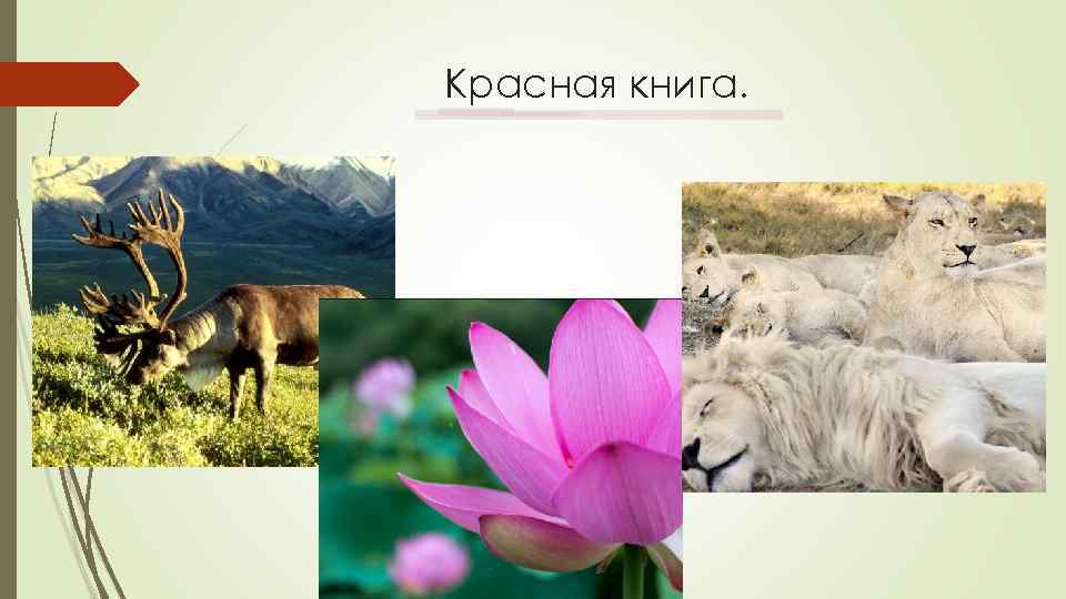 Красная книга. 