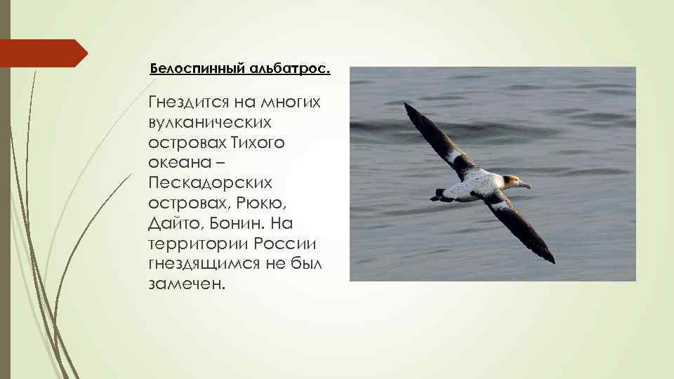 Белоспинный альбатрос. Гнездится на многих вулканических островах Тихого океана – Пескадорских островах, Рюкю, Дайто,