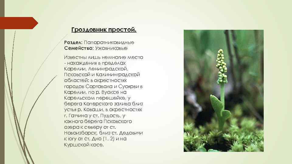 Гроздовник простой. Раздел: Папоротниковидные Семейство: Ужовниковые Известны лишь немногие место - нахождения в пределах