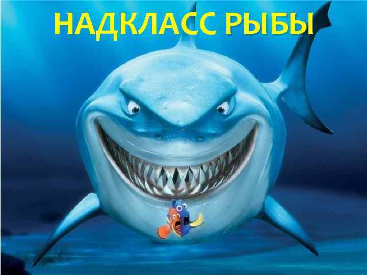 НАДКЛАСС РЫБЫ 