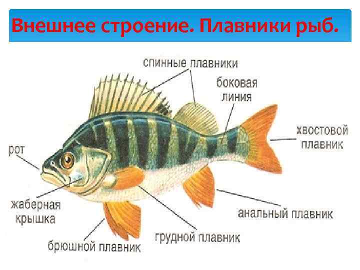 Внешнее строение рыбы. Строение рыбы для детей. Внешнее строение рыб внешнее строение. Надкласс рыбы внешнее строение.