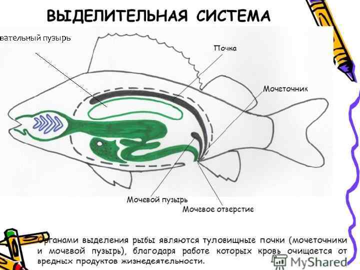 вательный пузырь 