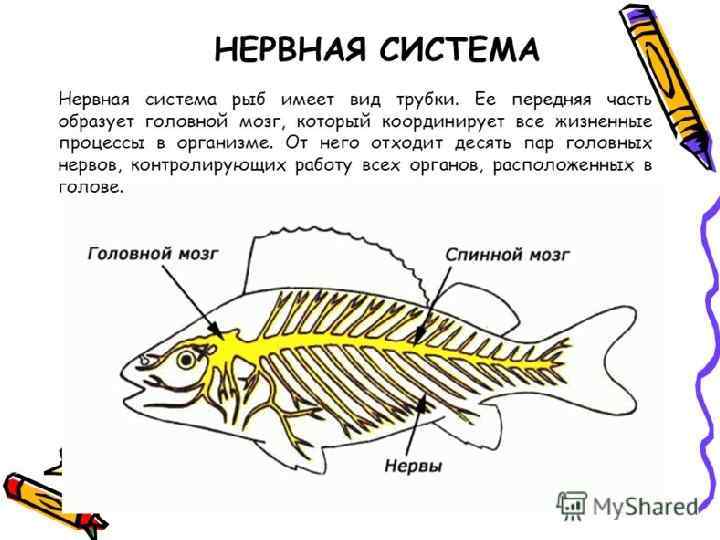 Нервная система рыб. Нервная система костных рыб схема. Строение нервной системы рыб. Нервная система рыб схема. Нервная система рыб схема 7 класс.