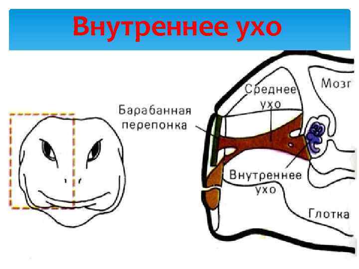 Внутреннее ухо 