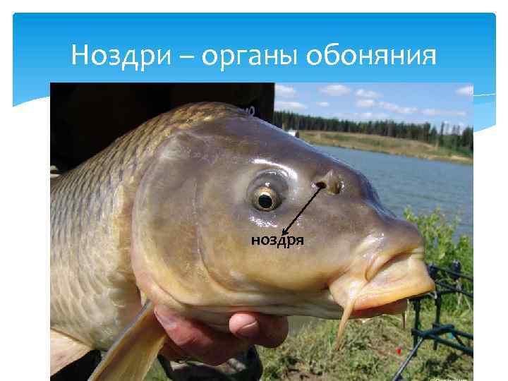 Ноздри – органы обоняния ноздря 