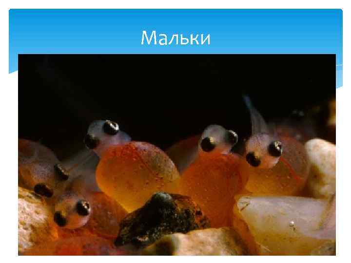 Мальки 