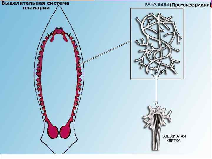 Выделительная система (Протонефридии) 