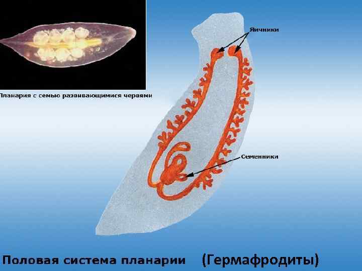 Половая система (Гермафродиты) 