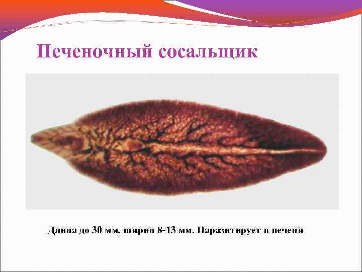 Печеночный сосальщик Длина до 30 мм, ширин 8 -13 мм. Паразитирует в печени 