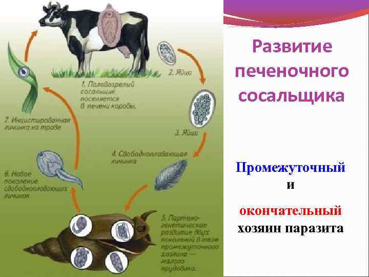 Развитие печеночного сосальщика Промежуточный и окончательный хозяин паразита 