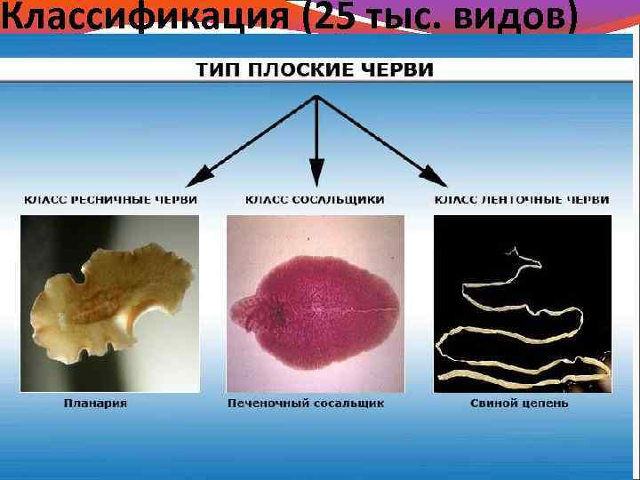 Классификация (25 тыс. видов) 