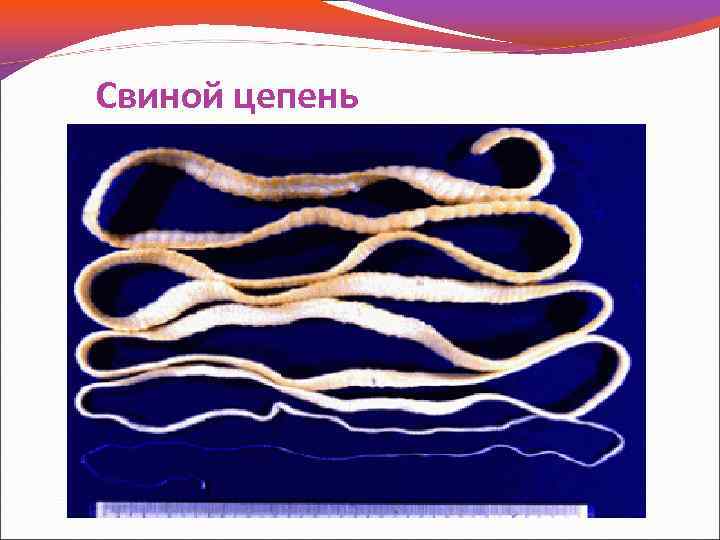 Свиной цепень 