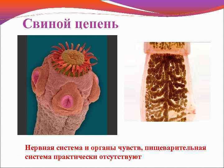 Свиной цепень Нервная система и органы чувств, пищеварительная система практически отсутствуют 
