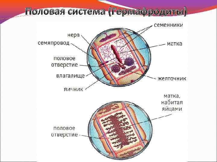 Половая система (Гермафродиты) 