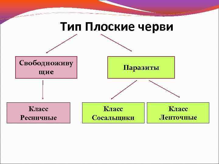 Классификация червей схема