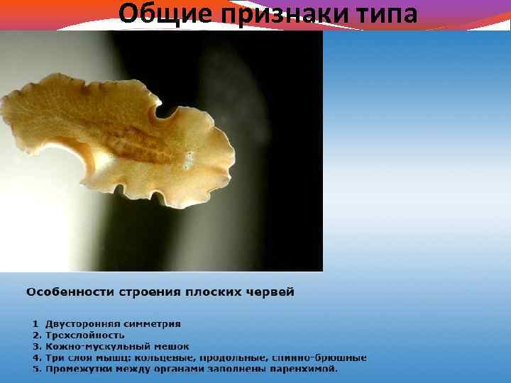 Общие признаки типа 