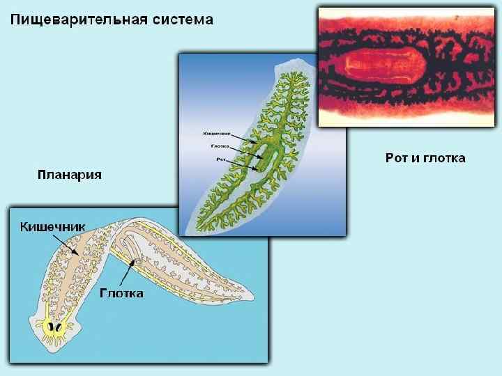 Пищеварительная система 