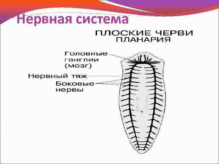 Нервная система 