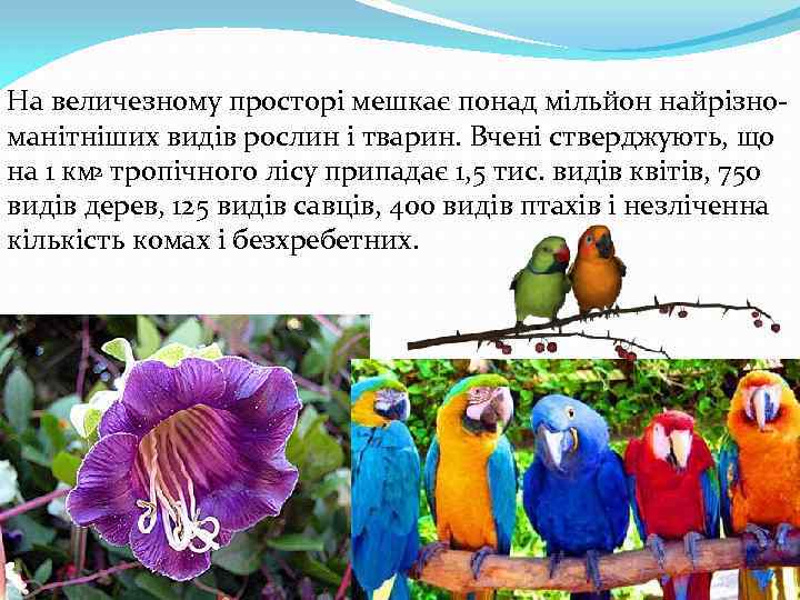 На величезному просторі мешкає понад мільйон найрізноманітніших видів рослин і тварин. Вчені стверджують, що