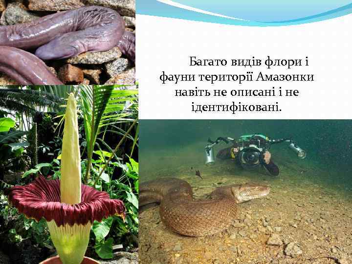 Багато видів флори і фауни території Амазонки навіть не описані і не ідентифіковані. 