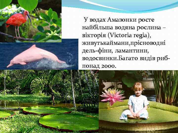  У водах Амазонки росте найбільша водяна рослина – вікторія (Victoria regia), живутькаймани, прісноводні