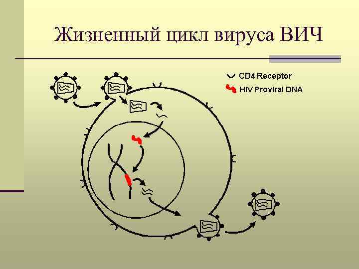 Жизненный цикл вич схема