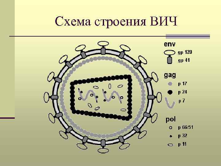 Схема строения вируса иммунодефицита человека и схему патогенеза заболевания