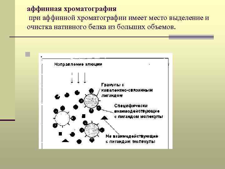 аффинная хроматография при аффинной хроматографии имеет место выделение и очистка нативного белка из больших