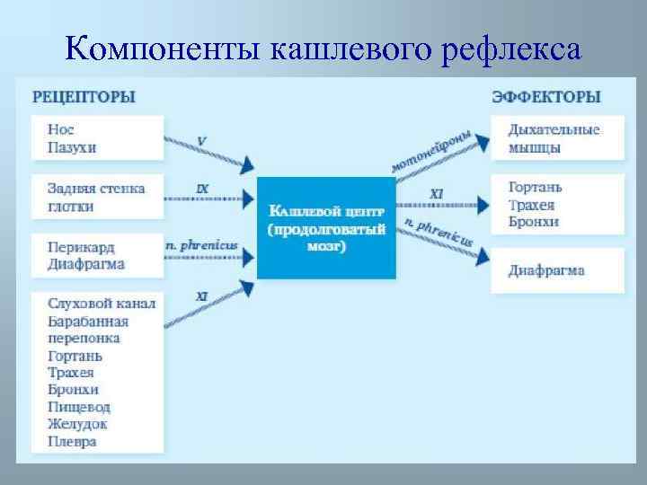 Компоненты кашлевого рефлекса 