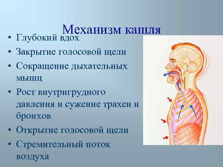 Механизм кашля Глубокий вдох • • Закрытие голосовой щели • Сокращение дыхательных мышц •