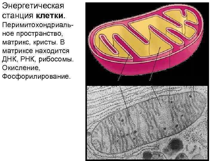 Энергетическая станция клетки. Перимитохондриальное пространство, матрикс, кристы. В матриксе находится ДНК, РНК, рибосомы. Окисление,