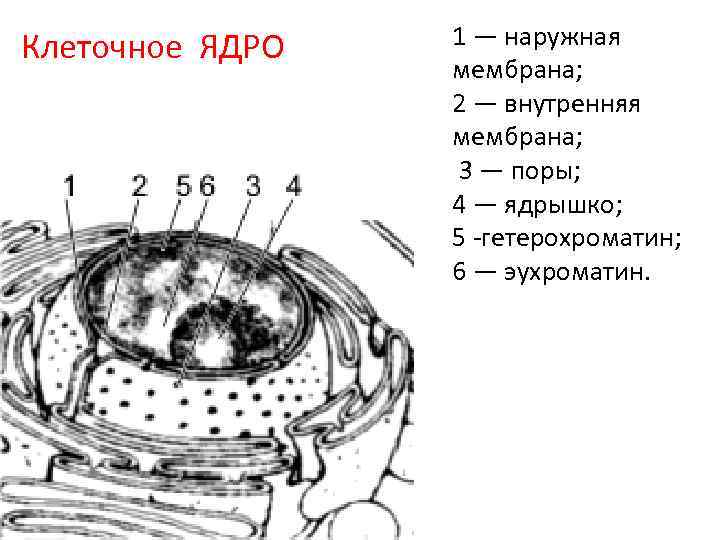 Рисунок ядра мембраны. Мембрана ядра клетки. Строение мембраны ядра клетки. Строение внешней мембраны ядра. Наружная мембрана ядра строение в клетке.