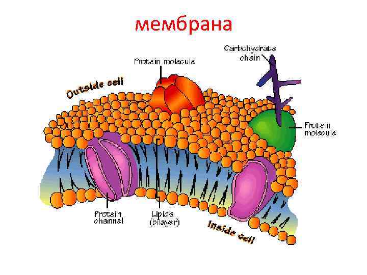 мембрана 