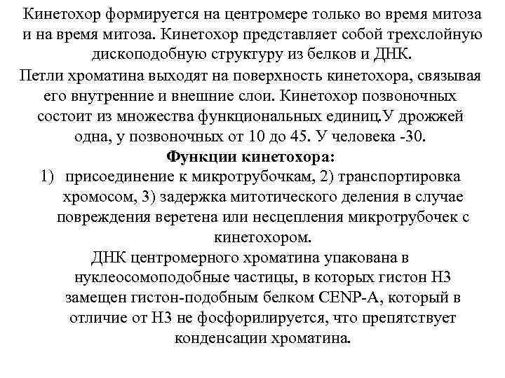 Кинетохор формируется на центромере только во время митоза и на время митоза. Кинетохор представляет