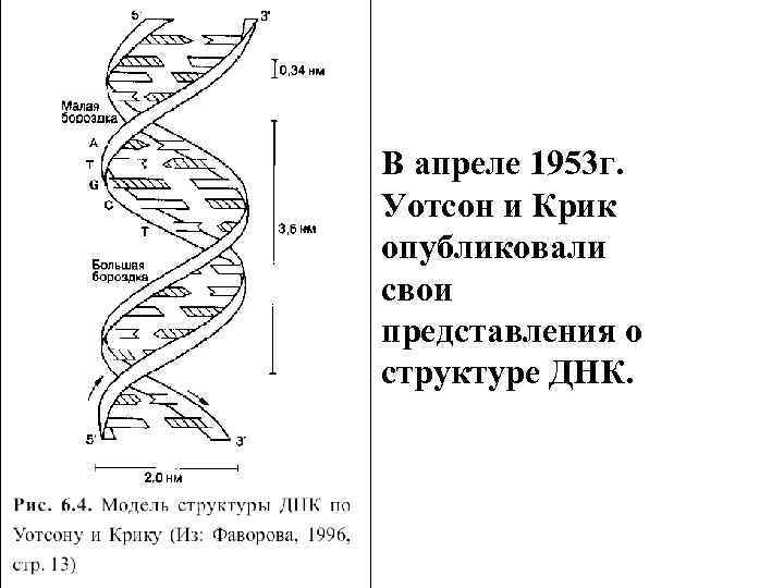 В апреле 1953 г. Уотсон и Крик опубликовали свои представления о структуре ДНК. 