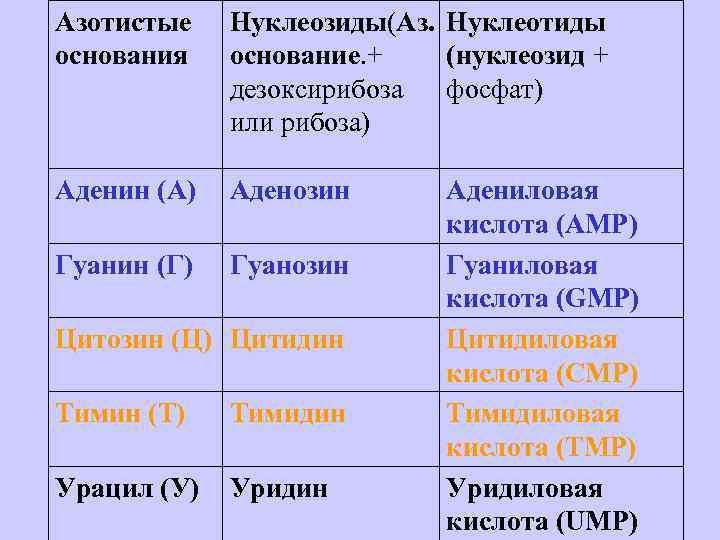  Азотистые основания Нуклеозиды(Аз. Нуклеотиды основание. + (нуклеозид + дезоксирибоза фосфат) или рибоза) Аденин