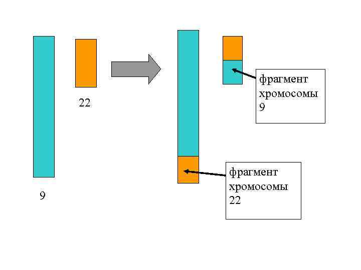 22 9 фрагмент хромосомы 22 