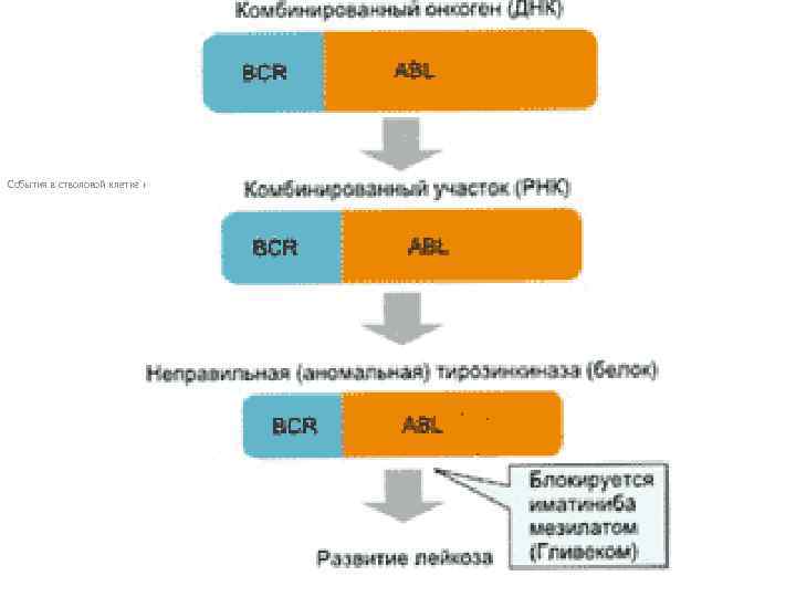 События в стволовой клетке костного мозга, приводящие к возникновению лейкоза 
