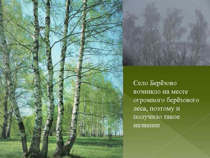Село Берёзово возникло на месте огромного берёзового леса, поэтому и получило такое название 