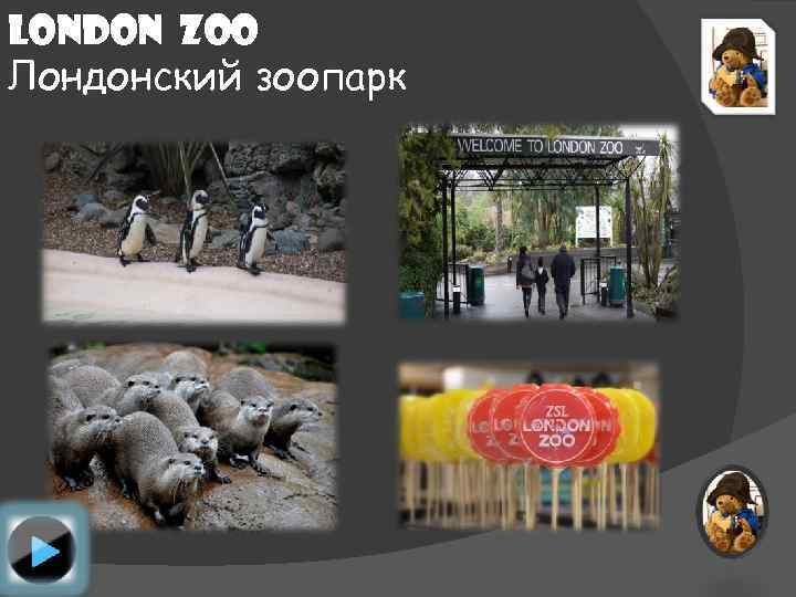 London Zoo Лондонский зоопарк 