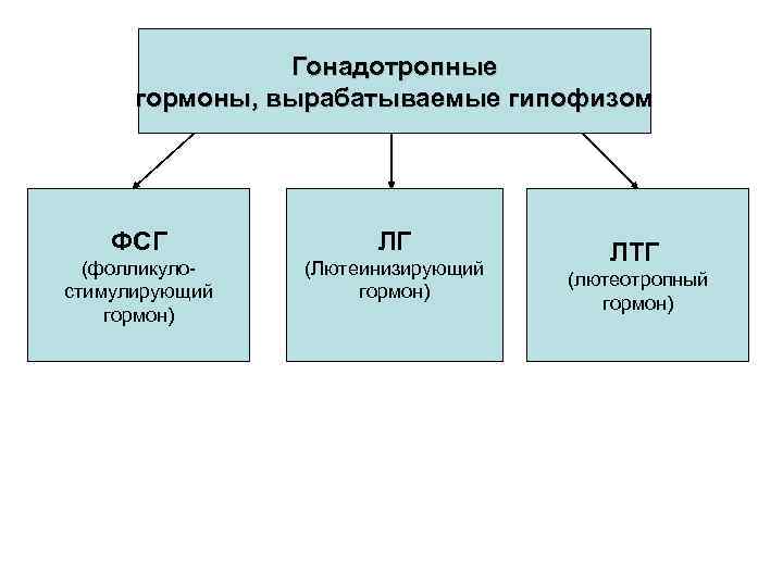 Гонадотропный гормон вырабатывается в