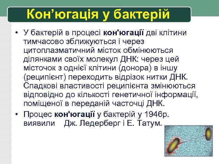 Кон’югація у бактерій • У бактерій в процесі кон'югації дві клітини тимчасово зближуються і